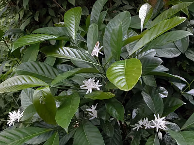 Arabica vs Robusta: Porównanie Głównych Typów Kawy