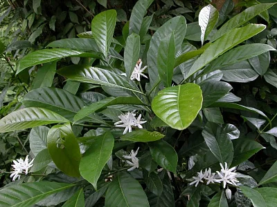 Arabica vs Robusta: Porównanie Głównych Typów Kawy