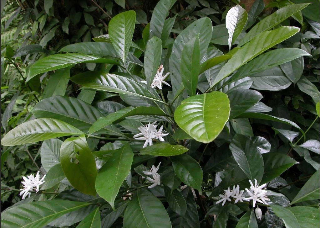 Arabica vs Robusta: Porównanie Głównych Typów Kawy